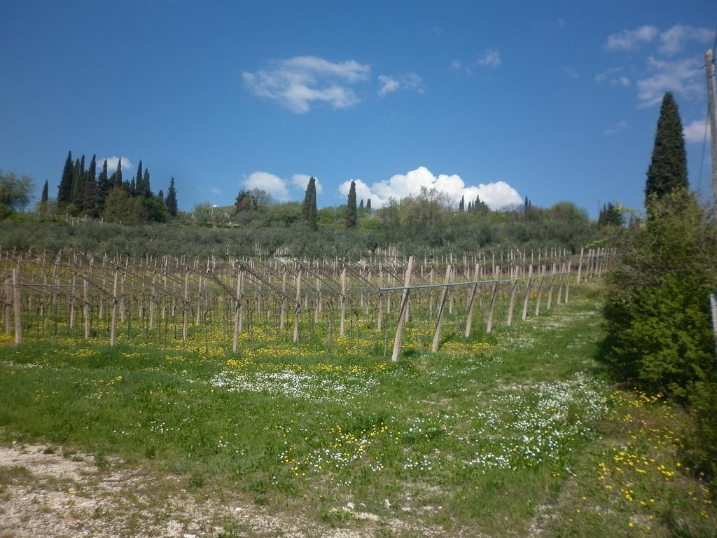 Ferienwohnung La Piccola Mimosa SantʼAmbrogio di Valpolicella Exterior foto